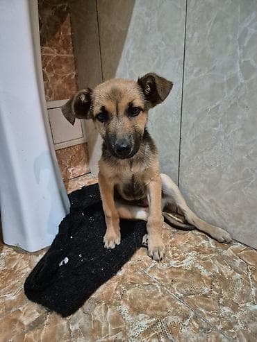 продаю собачку: Собака даром: 3 месяца, Самец — 1