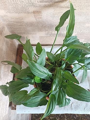 уход за садом: Комнатные растения в горшках 1) Зелёное декоративно-лиственное — 2