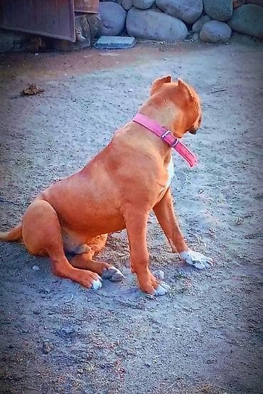 собака для охота: Питбуль, 8 месяцев, Самец, С родословной — 2