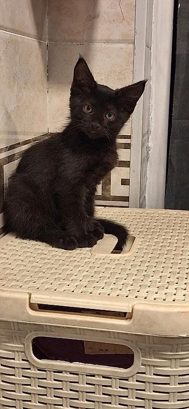 Черные котята, короткошёрстные, с огромными ушками и янтарными