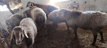 гиссарские матки: Продаю | Баран (самец) | На забой, Для разведения, Для шерсти | Кастрированные, Осеменитель — 2