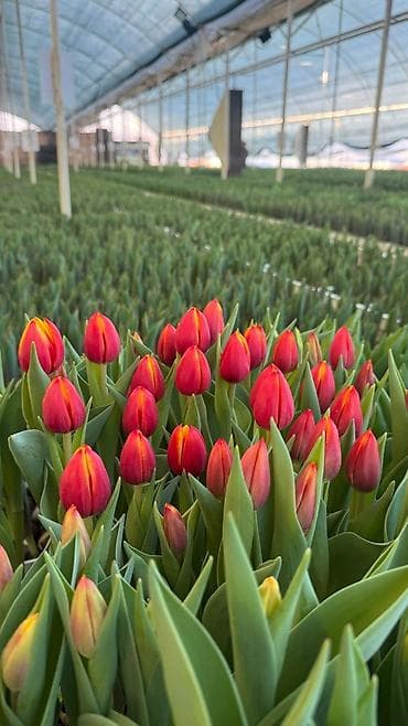 отдам цветы даром: Свежие тюльпаны прямо из собственной теплицы 🌷 🌼 Много видов и — 2