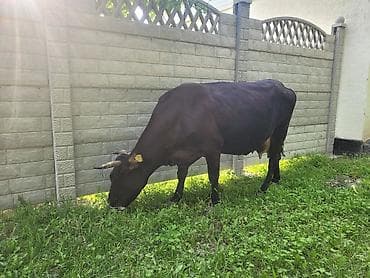 Продаю | Корова (самка) | Алатауская | Для молока | Не стельные