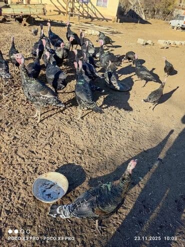 продажа щенков немецкой овчарки в бишкеке с документами: Сатам | Эркек күрп | Көбөйтүү үчүн | Асыл тукумдуу — 4