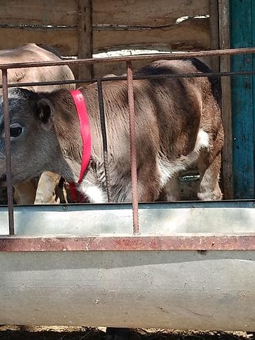 Продаю | Музоо, торпок | На откорм | Племенные