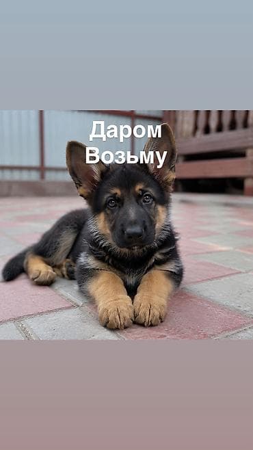 рыбки аквариумные бишкек: Здравствуйте! Ищу щенка немецкой овчарки в Бишкеке. Если кто-то отдаёт — 1