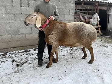 Продаю | Баран (самец) | Арашан | Для разведения | Племенные