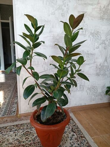 искусственный газон для мини футбольного поля цена бишкек: Фикус комнатные растения высота 0.70 см — 5