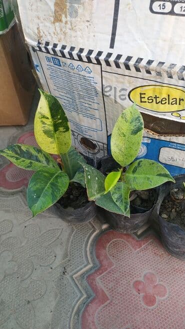 декорации для аквариума: Фикус, бугенвелии, аглаонемы, калатеи, Сансивьера, диффенбахия — 1