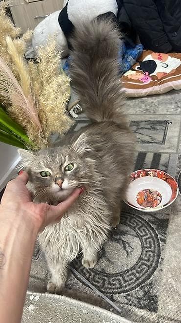 кошки шотландский: Пушистая домашняя кошка серо-дымчатого окраса. - Длинная густая — 2