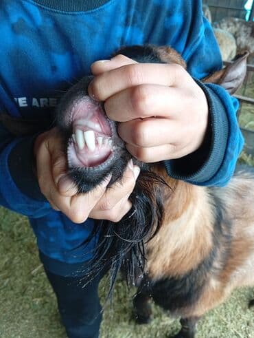 токмок животные: Продаю | Козёл (самец) | Полукровка | Для разведения — 3