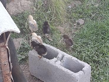 собаки бишкек: Продаю | Петух | Бойцовая | Для разведения — 5