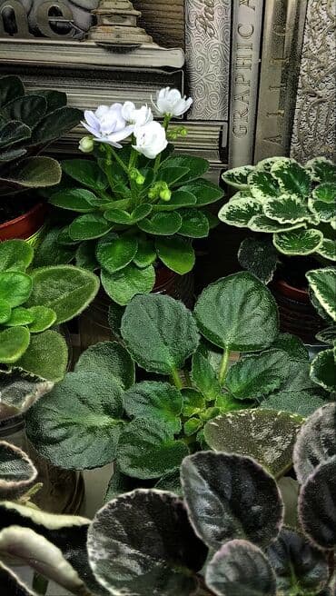 петуния цветы: В продаже детки сортовых мини и полумини фиалок 🌺🌿🌺. Есть черенки — 13