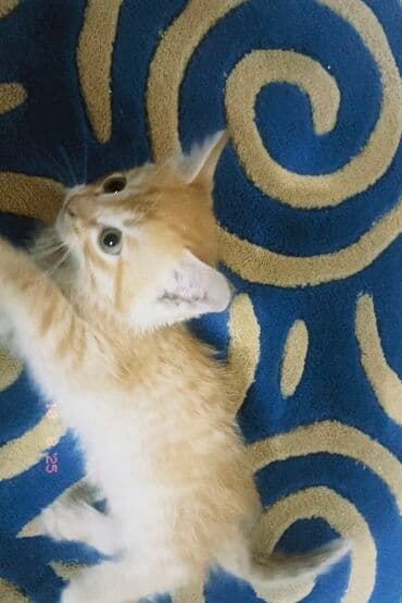 домашние кошки: 1 месяц, Девочка, Рыжий — 7