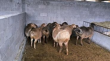 Продаю | Ягненок | Арашан | Для разведения | Ягнившаяся at lalafo.kg Продаю | Ягненок | Арашан | Для разведения | Ягнившаяся