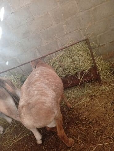 ящик для документов: Продаю | Баран (самец) | Для разведения | Племенные — 3