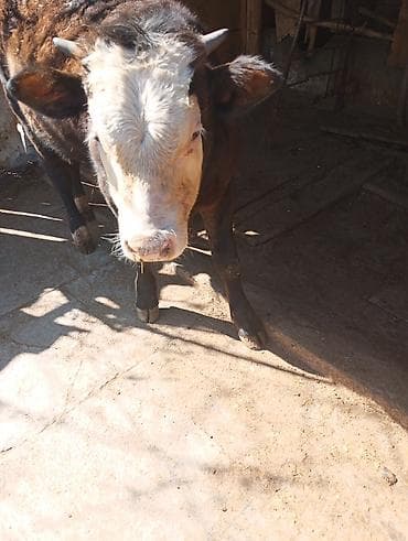 рыбы купить: Продаю | Бык (самец) | На откорм — 2