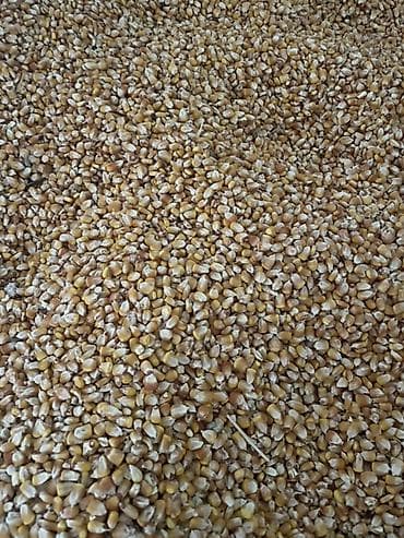 кукуруза красная речка: Кукуруза (зерно)
Пионер высоко колорийный для откорма 23 сом токмок — 1