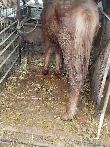 Продаю | Жеребенок | Рабочий