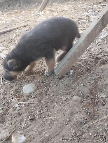 Кошки: Немецкая овчарка, 2 месяца, Самец, С родословной — 4