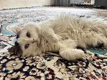 большие кошки: 1 год, Мальчик, Белый, Кастрирована, Приучена к лотку — 1