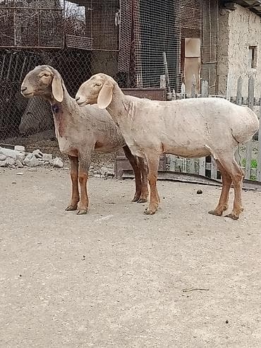 купить ягнята: Продаю | Овца (самка) | Эдильбаевская | На забой | Матка — 3