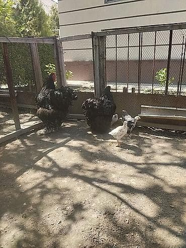 утки с утятами: Продаю | Куры, Петух | Кохинхин — 4