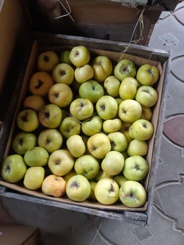 купить саженцы плодовых в бишкеке: Яблоки Бабушкино, В розницу — 2