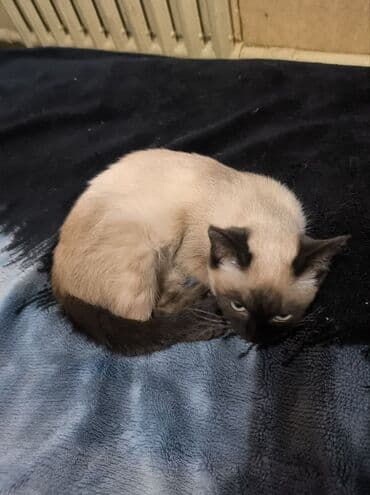 домик для кошек: Котята с окраcом поинт. - На фото два короткошёрстных котёнка с — 5