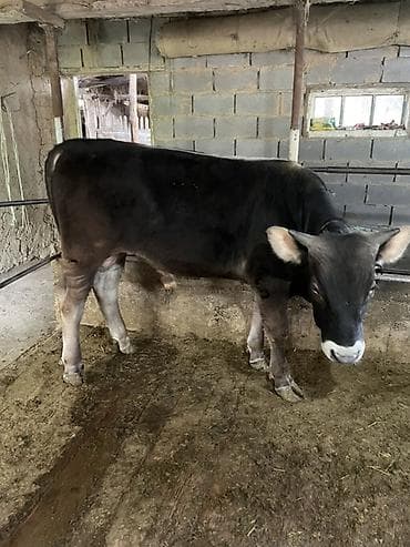 продается кашара: Продаю | Бык (самец) | На откорм | Привязанные — 7