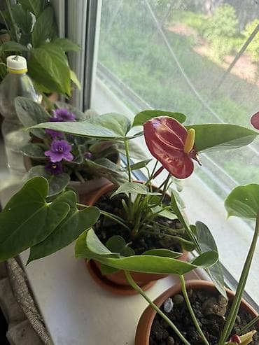 Антуриумы: Антуриум (красноцветковый) в горшке. Есть 2 штуки - Эффектные — 2