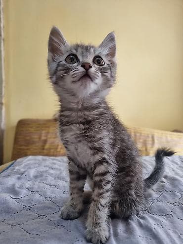 продам сову: Котёнок серый тигровый - Возраст: примерно 1,5–2 месяца (по фото — — 3