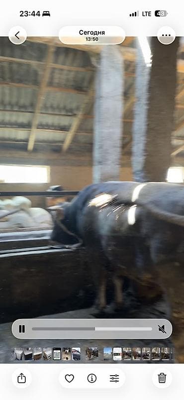 животные собаки: Продаю | Бык (самец) | Швицкая | На откорм | Привязанные — 6