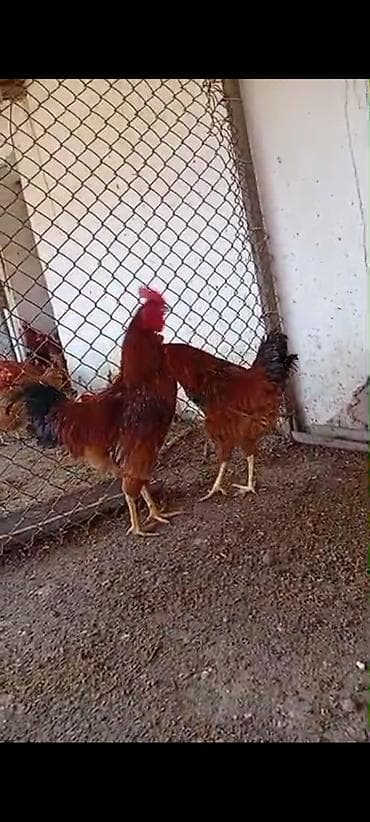 Продаю | Петух | Для разведения