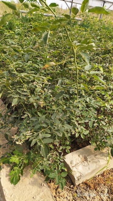 орех лес: Шиповник — 1