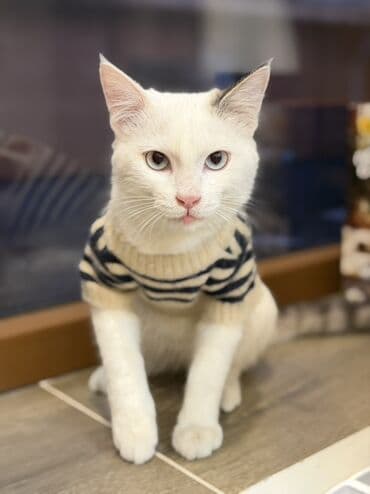 морковь на корм: В добрые руки котенок, мальчикмесяца 4 на вид, ласковый, приучен к — 3