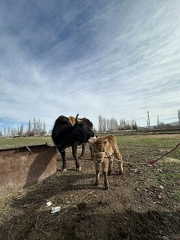 бык абердин ангус: Продаю | Корова (самка) | Для молока | После отела — 1