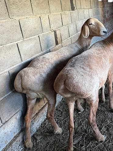 кошка без шерсти: Продаю | Овца (самка) | Арашан | Для разведения — 4