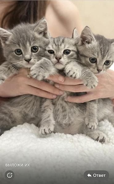scottish fold: Отдам даром 🫶🏻🫶🏻 В надежные руки🫶🏻 Очаровательные серые котята с — 1