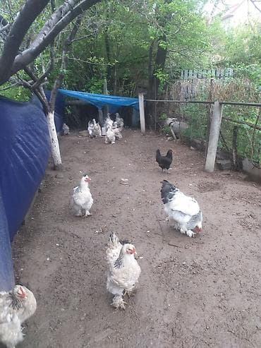 брама куры: Продаю | Куры | Брама | Для разведения — 4