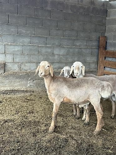 Продаю | Баран (самец), Ягненок | Арашан | Для разведения, Для шерсти, На забой | Осеменитель, Племенные at lalafo.kg Продаю | Баран (самец), Ягненок | Арашан | Для разведения, Для шерсти, На забой | Осеменитель, Племенные