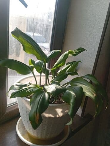 ремонт ручек дверей: Комнатное растение в горшке — аспидистра (Aspidistra elatior) — 1