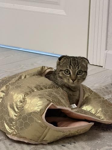 Продажа кошек: Вислоухая кошка (котёнок/молодая кошка) тигрового окраса — 3