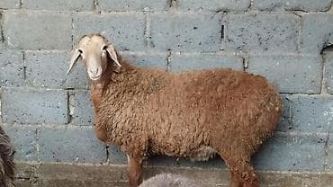 манеж для котят: Продаю | Баран (самец) | Арашан — 3