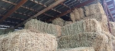 Сено тюк.50 штук город Кант at lalafo.kg Сено тюк.50 штук город Кант