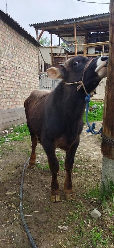 голубая рыбка: Продаю | Бык (самец) | Швицкая | Для разведения — 2