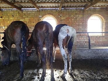 милионник: Продаю | Жеребец — 3