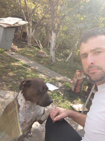 щенки белгийской овчарки: Щенки К Продаже готовы Питбуль кушают самостоятельно Срочная цена — 10