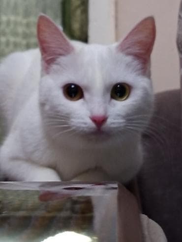 кошки белые: Вязка: Беспородная, Девочка, 1 год, Белый — 2