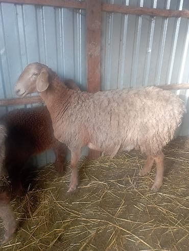 Аквариумы: Продаю | Ягненок | Полукровка | Для разведения | Матка — 2